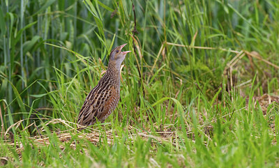 BUITEN BEELD Foto: 281630