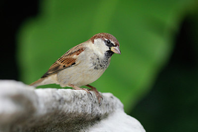 BUITEN BEELD Foto: 281638