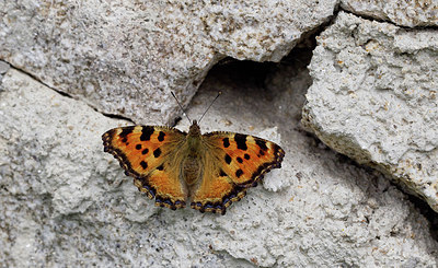 BUITEN BEELD Foto: 281647