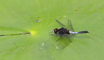 BUITEN BEELD Foto: 281649