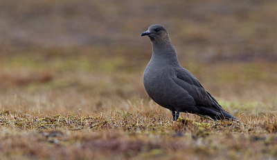 BUITEN BEELD Foto: 281653