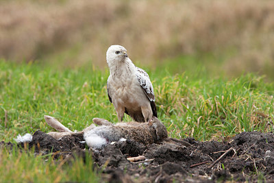 BUITEN BEELD Foto: 281656