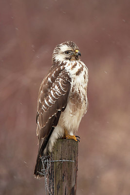 BUITEN BEELD Foto: 281658