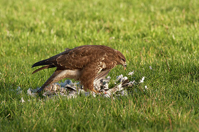 BUITEN BEELD Foto: 281661