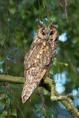 BUITEN BEELD Foto: 281662