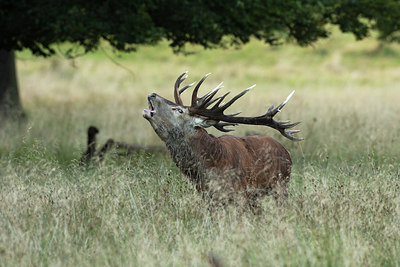 BUITEN BEELD Foto: 281664