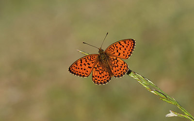 BUITEN BEELD Foto: 281682