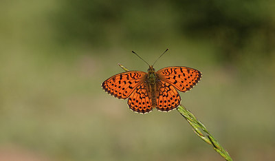 BUITEN BEELD Foto: 281683