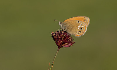 BUITEN BEELD Foto: 281686