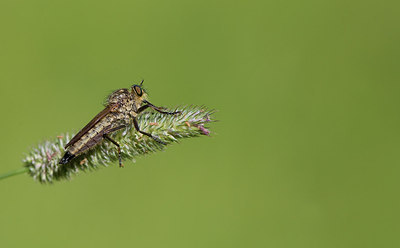 BUITEN BEELD Foto: 281691