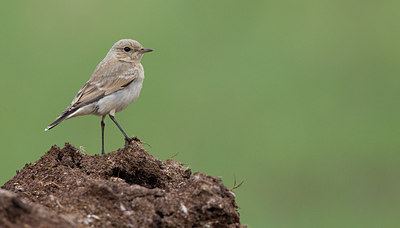BUITEN BEELD Foto: 281703