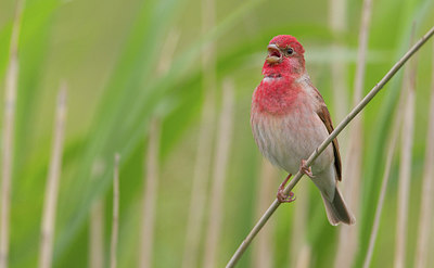 BUITEN BEELD Foto: 281710