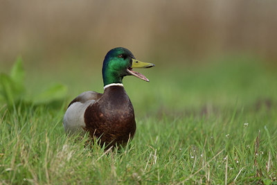 BUITEN BEELD Foto: 281713