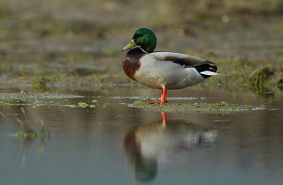 BUITEN BEELD Foto: 281714