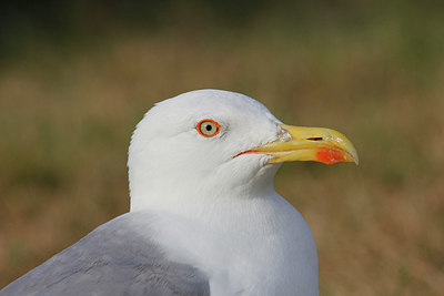 BUITEN BEELD Foto: 281719