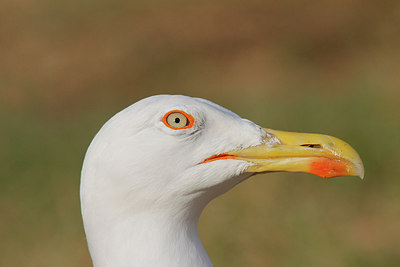 BUITEN BEELD Foto: 281723