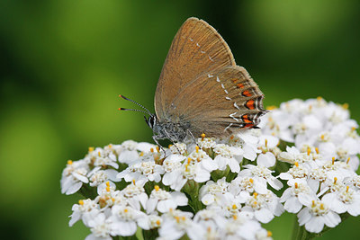 BUITEN BEELD Foto: 281726