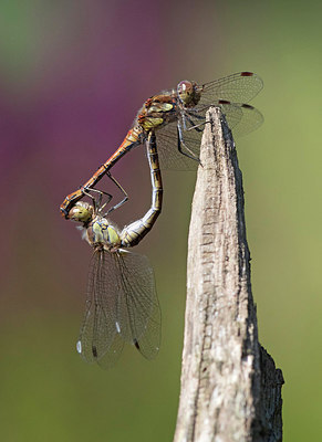 BUITEN BEELD Foto: 281740