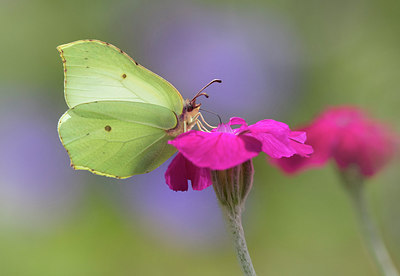 BUITEN BEELD Foto: 281741