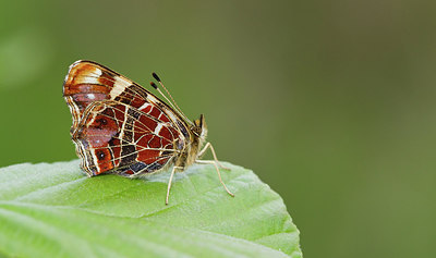 BUITEN BEELD Foto: 281743
