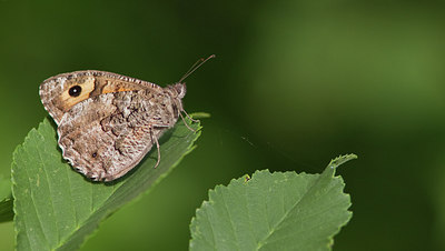BUITEN BEELD Foto: 281749