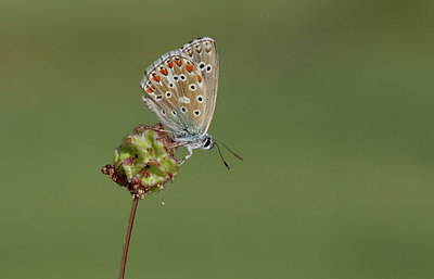BUITEN BEELD Foto: 281751