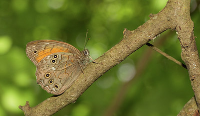 BUITEN BEELD Foto: 281752