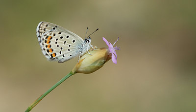 BUITEN BEELD Foto: 281754