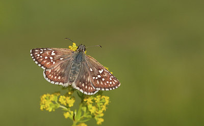 BUITEN BEELD Foto: 281755