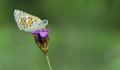 BUITEN BEELD Foto: 281756