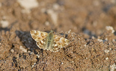 BUITEN BEELD Foto: 281758