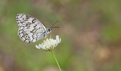 BUITEN BEELD Foto: 281759