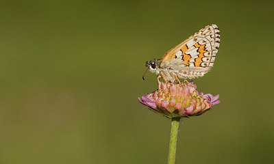 BUITEN BEELD Foto: 281761