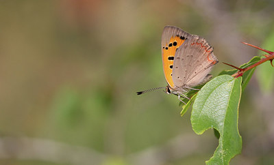BUITEN BEELD Foto: 281770