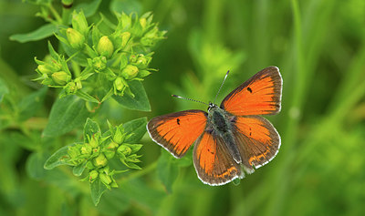 BUITEN BEELD Foto: 281771