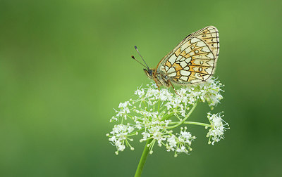 BUITEN BEELD Foto: 281774