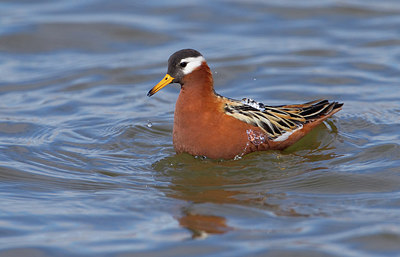 BUITEN BEELD Foto: 281775