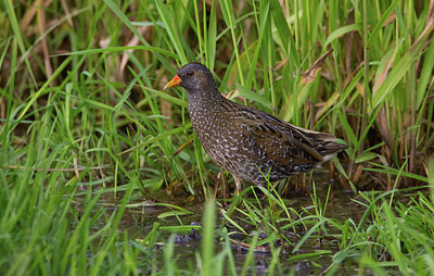 BUITEN BEELD Foto: 281777