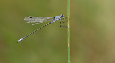 BUITEN BEELD Foto: 281783