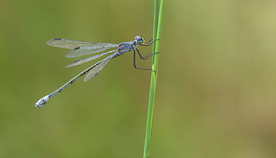 BUITEN BEELD Foto: 281784