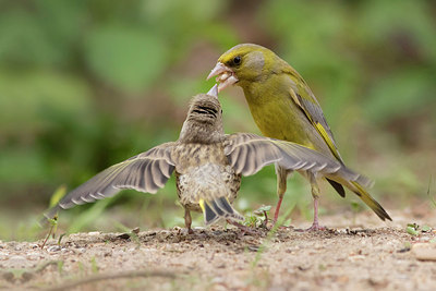 BUITEN BEELD Foto: 281786