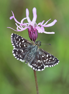BUITEN BEELD Foto: 281793