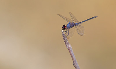 BUITEN BEELD Foto: 281798
