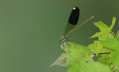 BUITEN BEELD Foto: 281815