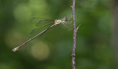 BUITEN BEELD Foto: 281826