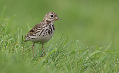 BUITEN BEELD Foto: 281828
