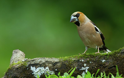 BUITEN BEELD Foto: 281834