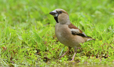 BUITEN BEELD Foto: 281835