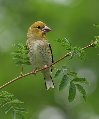 BUITEN BEELD Foto: 281836