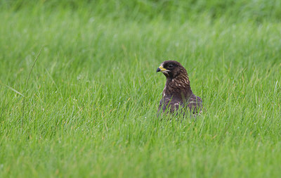 BUITEN BEELD Foto: 281840